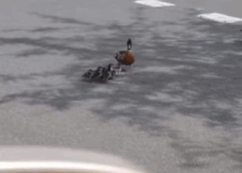 T0907016 Mother Goose does everything to save her daughter part2