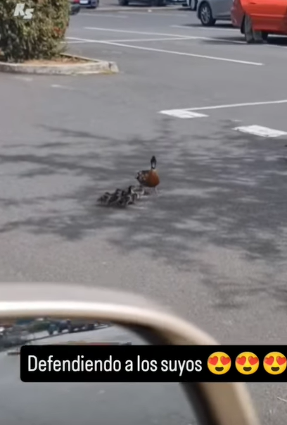 T0907016 Mother Goose does everything to save her daughter part2