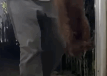 T1307023 rescue dog animal rescueanimals rescuedog pupup dogsoftiktok ani part2