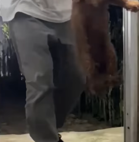 T1307023 rescue dog animal rescueanimals rescuedog pupup dogsoftiktok ani part2