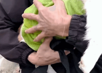 T0307017 Rescue a puppy rescue rescuedog animals animalsoftiktok dog dog part2