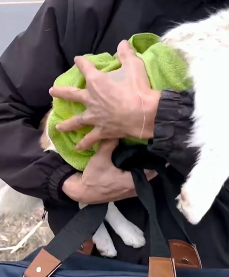 T0307017 Rescue a puppy rescue rescuedog animals animalsoftiktok dog dog part2