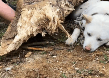 T0307045 Rescue dog trapped under fallen tree part2