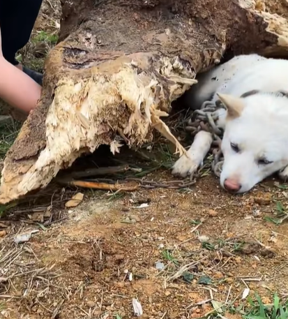 T0307045 Rescue dog trapped under fallen tree part2