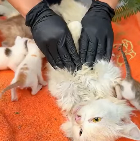 T1707018 Rescue a family of cats animal animalsoftiktok rescueanimals rescue rescuecat cat part2