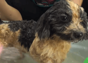 T0307043 Poor puppy rescue rescueanimals dog puppy animals fyp part2