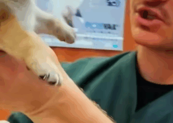 T0307060 Rescuing huddled puppy shivering from hunger and cold part2