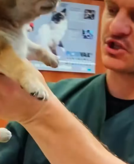 T0307060 Rescuing huddled puppy shivering from hunger and cold part2