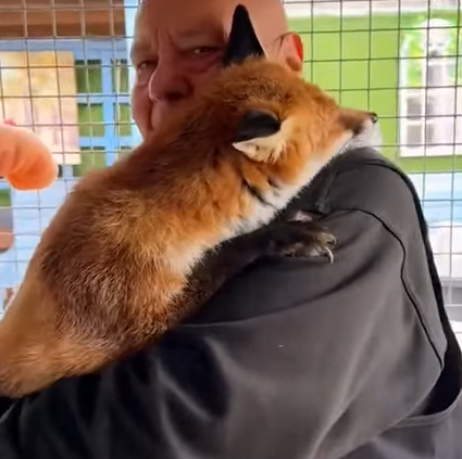 T1707016 Man saves trapped fox and what happens rescue animal animalsoftiktok rescueanimals fyp fox part2