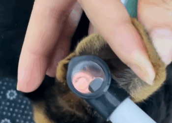 T0307047 The man rescued baby dog on the road and then part2