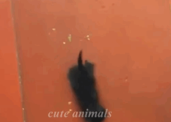 T0307028 A girl rescues a kitten who lost its mother and then cuteanimals part2