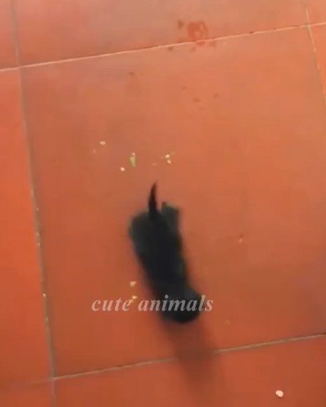 T0307028 A girl rescues a kitten who lost its mother and then cuteanimals part2