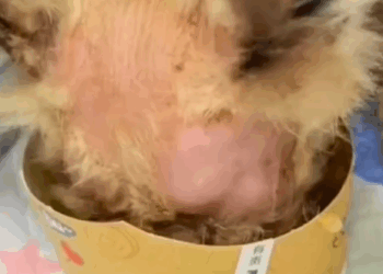 T0307034 It raining girl rescues the wild cat on the road and the ending part2