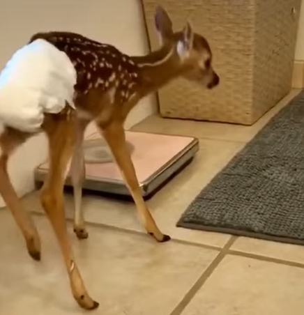 T1707021 Rescue a baby deer abandoned by it s mother rescue animal animalsoftiktok rescueanimals deer d part2