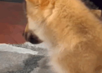 T0307039 family rescues stray wolf puppy and then cuteanimals wolf fyp part2