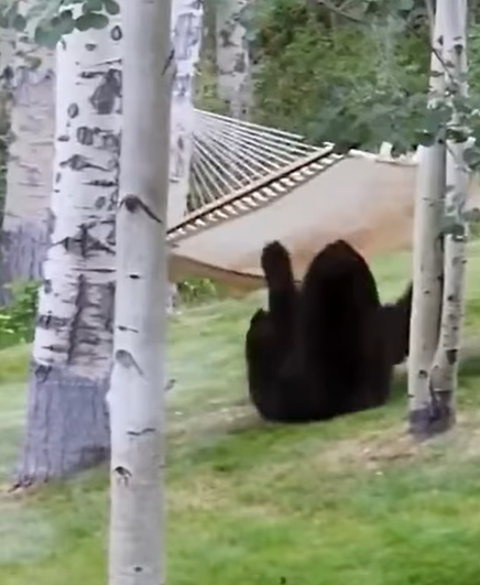 T1707013 group of people saved bear that had an accident on the road rescue animal part2