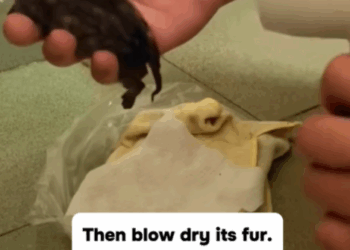 T0307026 The story of kitten abandoned by its mother on the street that was part2