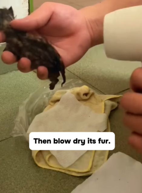 T0307026 The story of kitten abandoned by its mother on the street that was part2