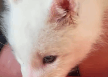 T0307033 little fox lost its mother and was fortunately helped and adopted part2
