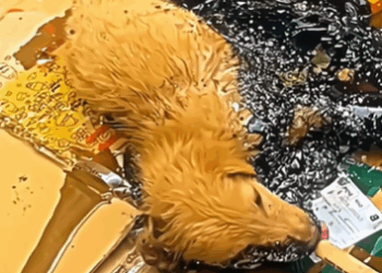 T1707001 the evolution of this poor dog is incredible part2