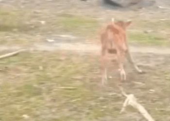 T0307027 The story of a little cow that was attacked and luckily got help from part2