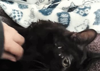 T1307017 Poor cat rescue rescueanimals rescuecat animals fyp cat part2