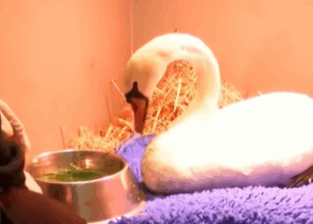 T0307018 Their eyes held pain part2