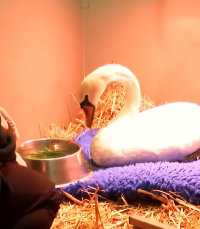 T0307018 Their eyes held pain part2