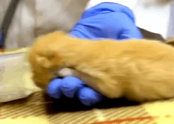 T1707004 The mother cat took her kitten in her mouth and ran for help animalso part2