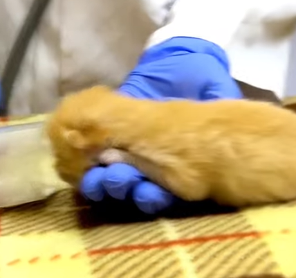 T1707004 The mother cat took her kitten in her mouth and ran for help animalso part2