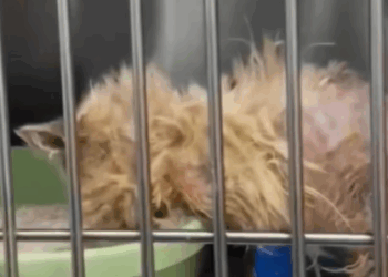 T0307032 A girl rescues a stray cat on the street and then part2