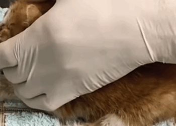 T1707008 The guy driving the garbage truck heard cat meowing miserably part2