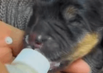 T0307031 Lucky little dog was rescued and adopted by a family part2