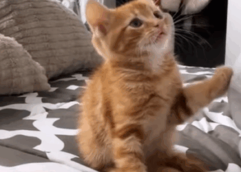 T1707006 The girl rescue a kitten and then part2