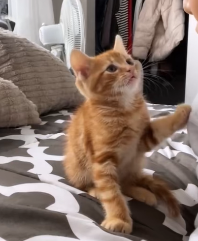 T1707006 The girl rescue a kitten and then part2