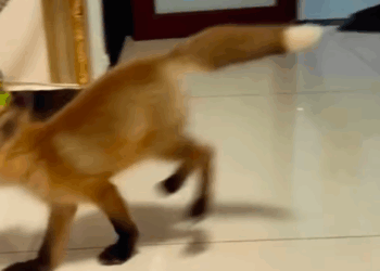 T0307037 baby fox stuck ina sewer was rescued and adopted by family part2