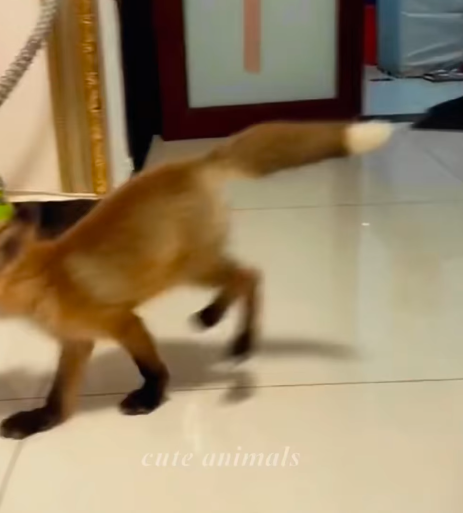 T0307037 baby fox stuck ina sewer was rescued and adopted by family part2