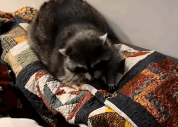 T1707003 The raccoon life changed when he was rescued and adopted by this part2