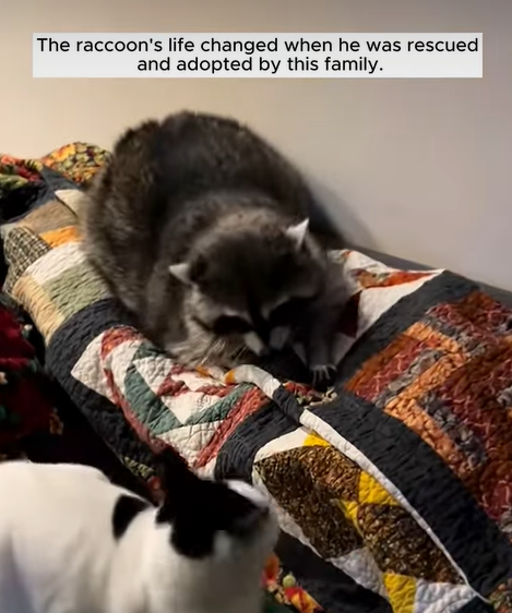 T1707003 The raccoon life changed when he was rescued and adopted by this part2