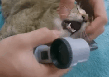 T1707012 Rescue family of cats animal animalsoftiktok rescueanimals rescue cat catsoftiktok part2