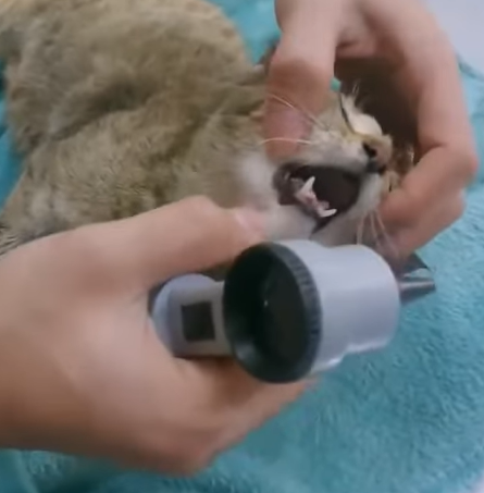 T1707012 Rescue family of cats animal animalsoftiktok rescueanimals rescue cat catsoftiktok part2