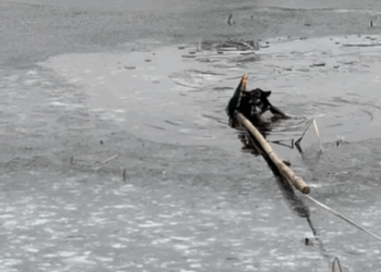 T1707002 The ice was too thin and this is how we saved the dog pet fyp part2
