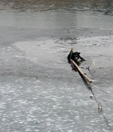 T1707002 The ice was too thin and this is how we saved the dog pet fyp part2