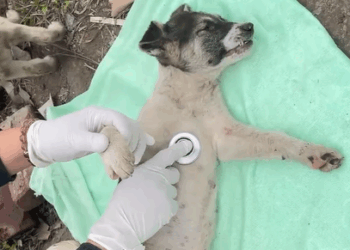 T1707005 The girl rescued dogs cried when finished watching this video part2