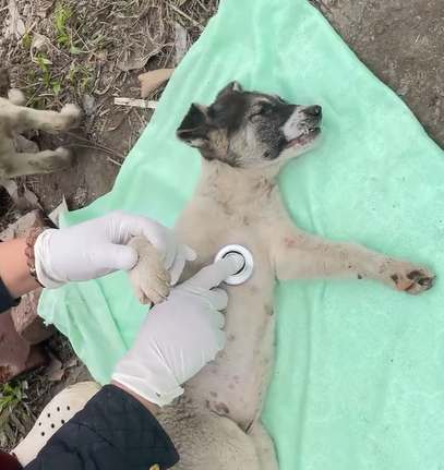 T1707005 The girl rescued dogs cried when finished watching this video part2