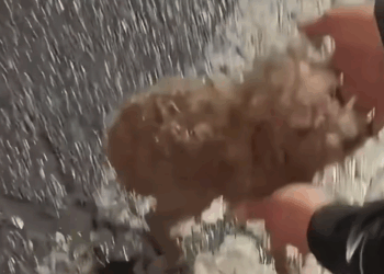 T1707009 The poor Teddy dog ran in panic in the pouring rain accompanied part2