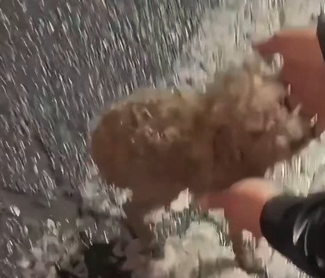 T1707009 The poor Teddy dog ran in panic in the pouring rain accompanied part2