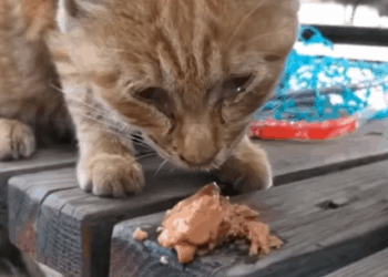 T0907002 No one needs me part2