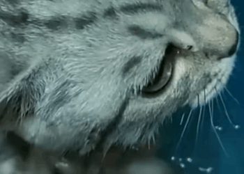 T1307025 From now on there is one less stray kitty in the word rescue cute part2