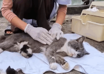 T0307012 Rescue a family of cats rescue animals animalsoftiktok fyp rescu part2